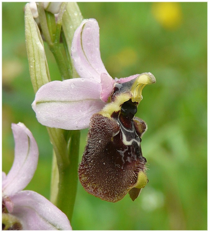 Ophrys tenthredifera strana e Serapias cordigera